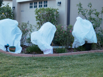 The 3 P’s of a Florida Freeze