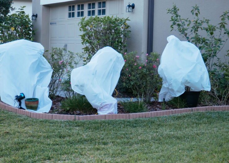 The 3 P’s of a Florida Freeze