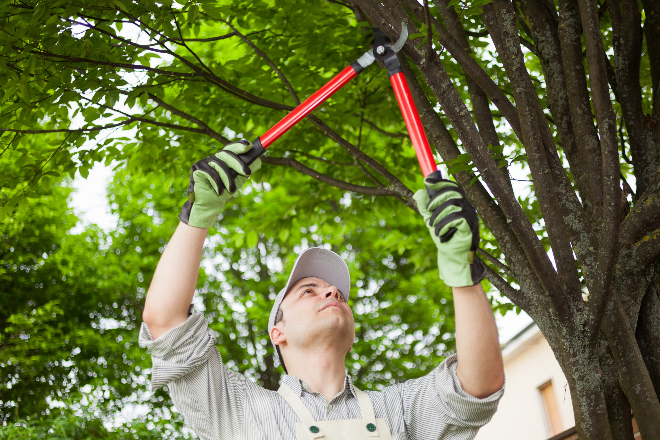 homeowner trimming tree before a storm