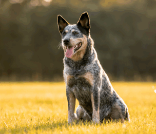 Responsabilidad por perros: ¿es realmente necesaria?