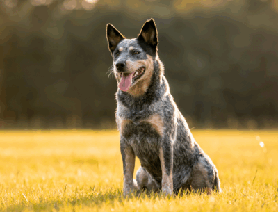 Dog Liability – Is It Really Necessary?