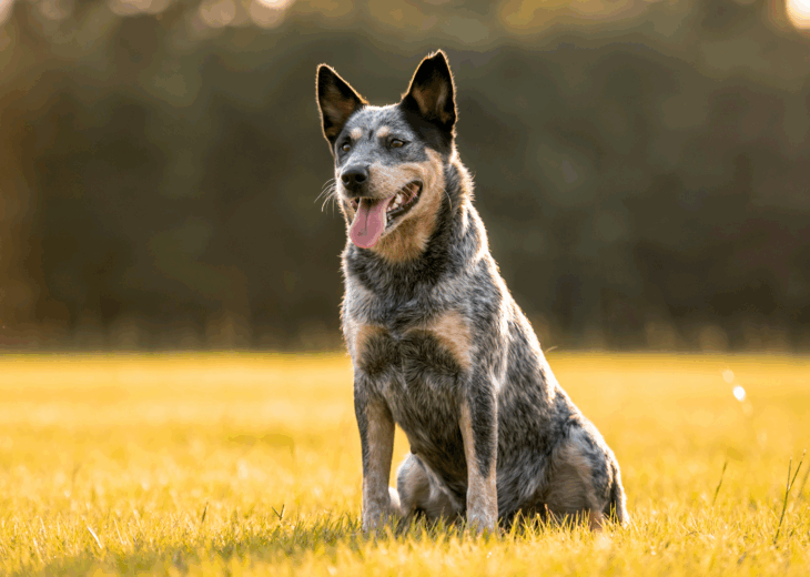 Dog Liability – Is It Really Necessary?