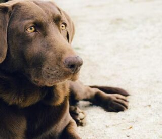 Dog Liability – Is It Really Necessary?